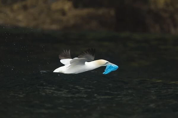Northern Gannet (Morus bassanus) adult, in flight, carrying plastic bag for nesting material in beak, Shetland Islands