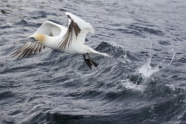 Northern Gannet (Morus bassanus) adult, in flight, taking off from sea, Shetland Islands, Scotland, June