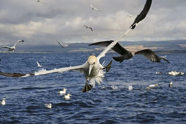 Northern Gannet (Morus bassanus) adult, in flight, banking with feet spread immediately before diving for fish