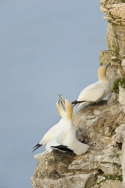 Northern Gannet (Morus bassanus) adult pair, in bonding display at nest on sea cliff, Bempton Cliffs RSPB Reserve