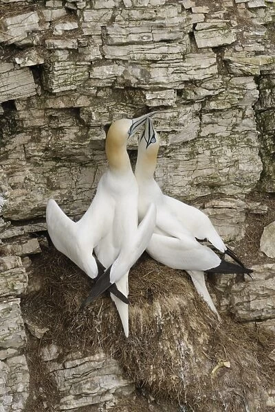 Northern Gannet (Morus bassanus) adult pair, displaying at nest on sea cliff, Bempton Cliffs RSPB Reserve, Bempton