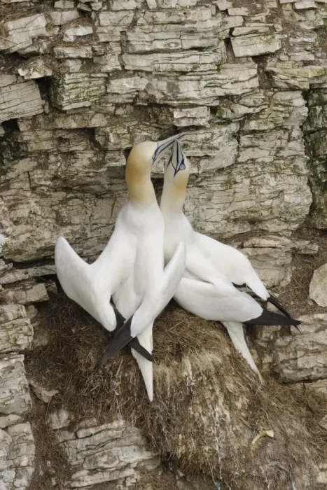 Framed Print : Northern Gannet (Morus bassanus) adult pair, displaying at nest on sea cliff, Bempton Cliffs RSPB Reserve, Bempton