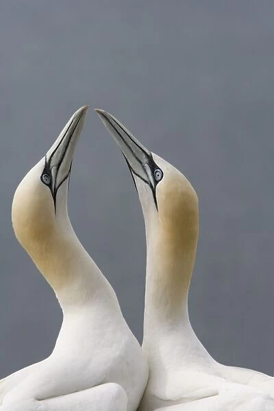 Northern Gannet (Morus bassanus) adult pair, in courtship display, Bass Rock, Firth of Forth, Scotland