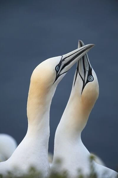 Northern Gannet (Morus bassanus) adult pair, close-up of heads and necks, displaying, Heligoland, Schleswig-Holstein, Germany, may