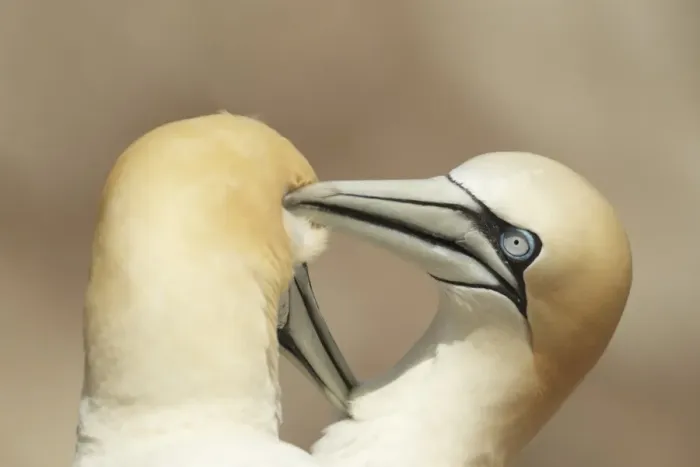 Framed Print : Northern Gannet (Morus bassanus) adult pair, mutual preening, close-up of heads, Great Saltee, Saltee Islands Framed Print : Northern Gannet (Morus bassanus) adult pair, mutual preening, close-up of heads, Great Saltee, Saltee Islands