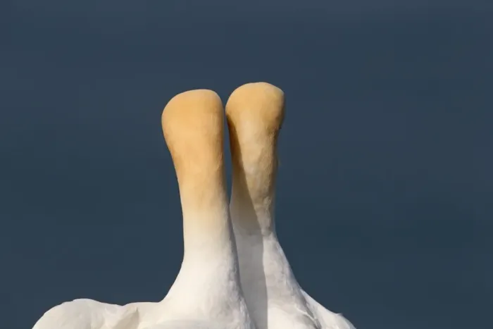 Framed Print : Northern Gannet (Morus bassanus) adult pair, close-up of back of heads and necks, displaying, Northumberland, England Framed Print : Northern Gannet (Morus bassanus) adult pair, close-up of back of heads and necks, displaying, Northumberland, England