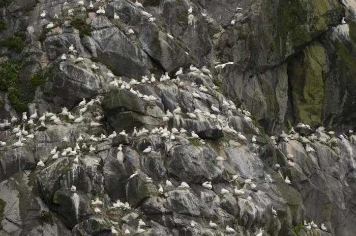 Framed Print : Northern Gannet (Morus bassanus) adults, group at nests on cliff in nesting colony, St Framed Print : Northern Gannet (Morus bassanus) adults, group at nests on cliff in nesting colony, St
