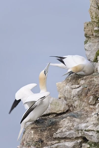 Northern Gannet (Morus bassanus) two adults, in territorial dispute at nests on sea cliff, Bempton Cliffs RSPB Reserve
