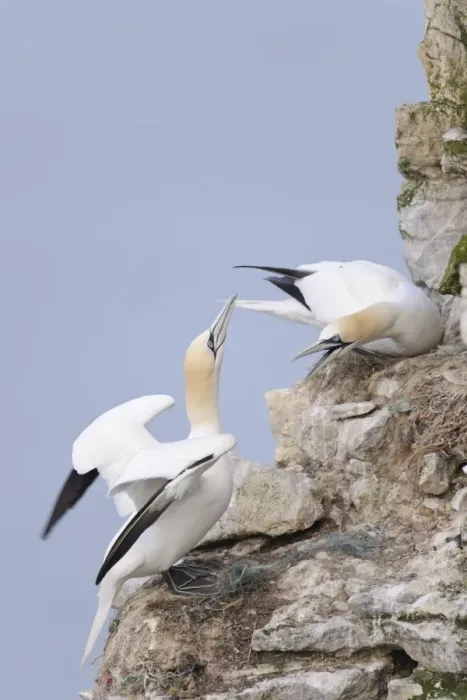 Framed Print : Northern Gannet (Morus bassanus) two adults, in territorial dispute at nests on sea cliff, Bempton Cliffs RSPB Reserve Framed Print : Northern Gannet (Morus bassanus) two adults, in territorial dispute at nests on sea cliff, Bempton Cliffs RSPB Reserve