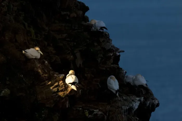 Framed Print : Northern Gannet (Morus bassanus) adults, roosting on cliff ledges, with two illuminated by shaft of sunlight Framed Print : Northern Gannet (Morus bassanus) adults, roosting on cliff ledges, with two illuminated by shaft of sunlight