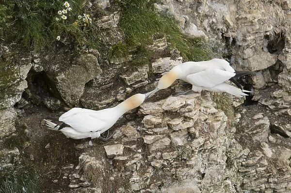Northern Gannet (Morus bassanus) two adults, fighting over nesting territories on cliff, Bempton Cliffs RSPB Reserve