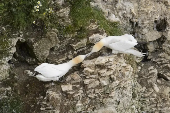 Framed Print : Northern Gannet (Morus bassanus) two adults, fighting over nesting territories on cliff, Bempton Cliffs RSPB Reserve Framed Print : Northern Gannet (Morus bassanus) two adults, fighting over nesting territories on cliff, Bempton Cliffs RSPB Reserve