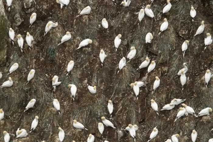 Framed Print : Northern Gannet (Morus bassanus) adults, nesting colony with fishing rubbish in nests, Hermaness, Unst, Shetland Islands, Scotland, june Framed Print : Northern Gannet (Morus bassanus) adults, nesting colony with fishing rubbish in nests, Hermaness, Unst, Shetland Islands, Scotland, june