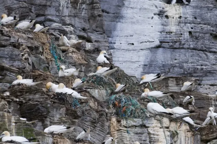 Framed Print : Northern Gannet (Morus bassanus) adults, nesting colony with fishing rubbish in nests, Noss, Shetland Islands, Scotland, june Framed Print : Northern Gannet (Morus bassanus) adults, nesting colony with fishing rubbish in nests, Noss, Shetland Islands, Scotland, june