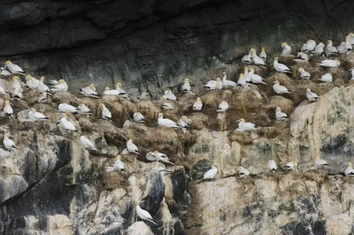 Framed Print : Northern Gannet (Morus bassanus) adults and chicks, group at nests on cliff in nesting colony, St Framed Print : Northern Gannet (Morus bassanus) adults and chicks, group at nests on cliff in nesting colony, St