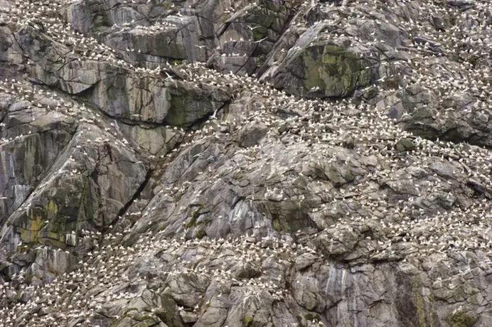 Framed Print : Northern Gannet (Morus bassanus) adults and chicks, group at nests on cliff in nesting colony, St Framed Print : Northern Gannet (Morus bassanus) adults and chicks, group at nests on cliff in nesting colony, St