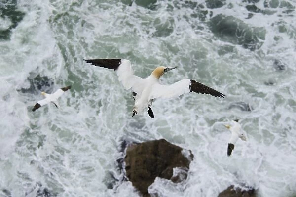 Northern Gannet (Morus bassanus) three adults, in flight, soaring above turbulent sea, Troupe Head RSPB Reserve