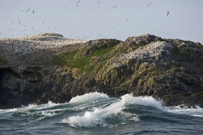 Framed Print : Northern Gannet (Morus bassanus) breeding colony, nesting on island sea cliffs, Grassholm RSPB Reserve, Wales, july Framed Print : Northern Gannet (Morus bassanus) breeding colony, nesting on island sea cliffs, Grassholm RSPB Reserve, Wales, july