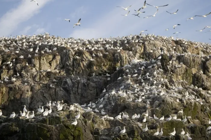 Framed Print : Northern Gannet (Morus bassanus) breeding colony, nesting on island sea cliffs, Grassholm RSPB Reserve, Wales, july Framed Print : Northern Gannet (Morus bassanus) breeding colony, nesting on island sea cliffs, Grassholm RSPB Reserve, Wales, july
