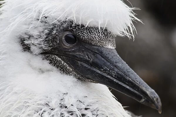 Northern Gannet (Morus bassanus) chick, close-up of head, wet during rainfall, Bass Rock, Firth of Forth, East Lothian