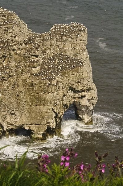 Northern Gannet (Morus bassanus) colony, nesting on cliffs over sea arch, with Red Campion (Silene dioica)