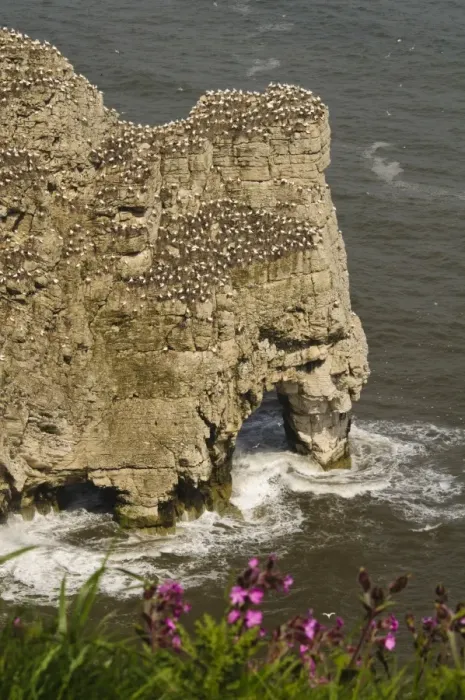 Framed Print : Northern Gannet (Morus bassanus) colony, nesting on cliffs over sea arch, with Red Campion (Silene dioica)
