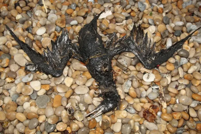 Framed Print : Northern Gannet (Morus bassanus) dead, oiled carcass washed up on shingle beach, Chesil Beach, Dorset, England, july Framed Print : Northern Gannet (Morus bassanus) dead, oiled carcass washed up on shingle beach, Chesil Beach, Dorset, England, july