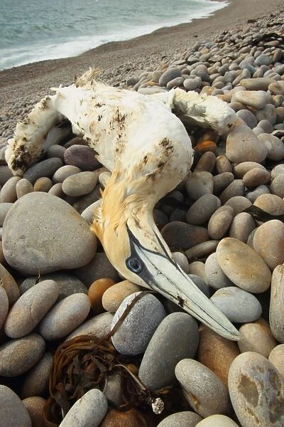 Northern Gannet (Morus bassanus) dead adult, partially oiled carcass washed up on shingle beach, Chesil Beach, Dorset, England, july