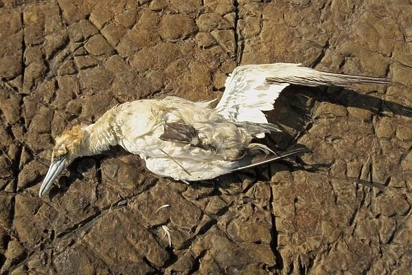 Northern Gannet (Morus bassanus) dead adult, washed ashore after contamination from polyisobutene oil additive at sea