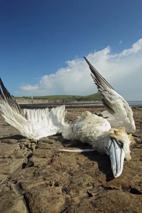 Framed Print : Northern Gannet (Morus bassanus) dead adult, washed ashore after contamination from polyisobutene oil additive at sea