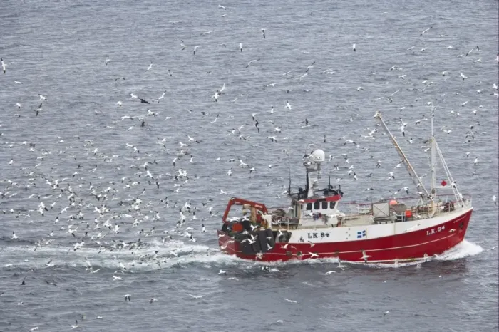 Framed Print : Northern Gannet (Morus bassanus) flock, in flight, with skuas and seagulls, following fishing boat at sea, Noss, Shetland Islands, Scotland