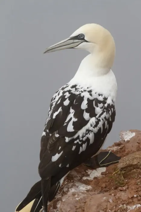 Framed Print : Northern Gannet (Morus bassanus) immature, third winter plumage, standing on clifftop, Heligoland, Schleswig-Holstein, Germany, may Framed Print : Northern Gannet (Morus bassanus) immature, third winter plumage, standing on clifftop, Heligoland, Schleswig-Holstein, Germany, may
