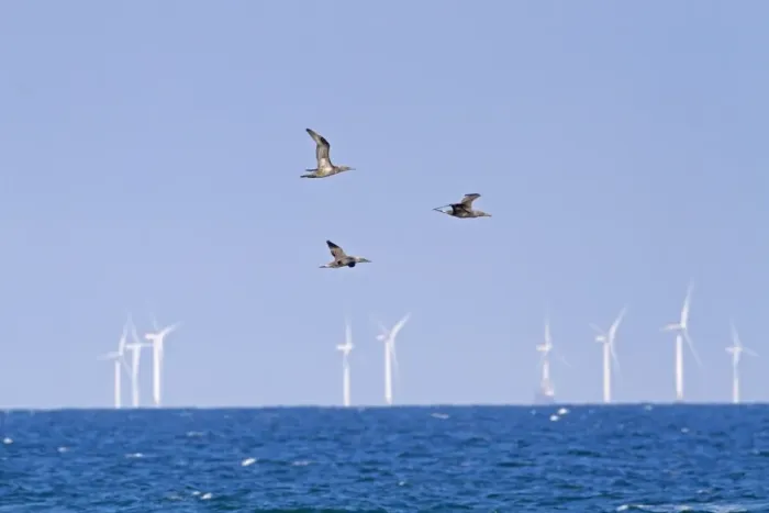 Framed Print : Northern Gannet (Morus bassanus) three juveniles, in flight, on migration over sea Framed Print : Northern Gannet (Morus bassanus) three juveniles, in flight, on migration over sea