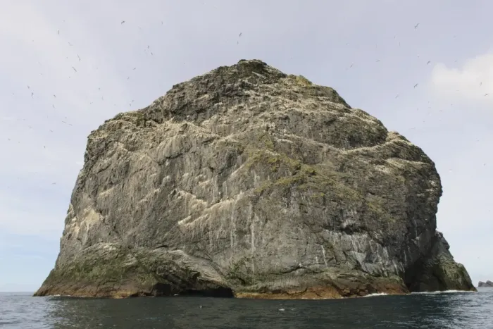 Framed Print : Northern Gannet (Morus bassanus) nesting colony, St. Kilda, Outer Hebrides, Scotland, July