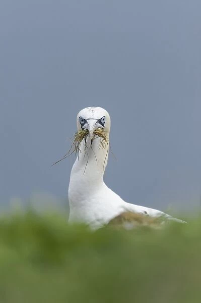 Northern Gannet (Morus bassanus) sub-adult, third winter plumage, with nesting material in beak on clifftop