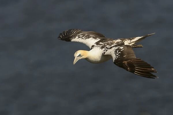 Northern Gannet (Morus bassanus) sub-adult, third winter plumage, in flight, Bempton Cliffs RSPB Reserve, Bempton