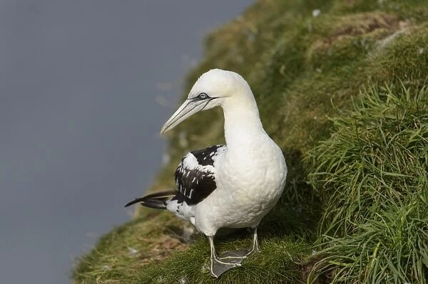 Northern Gannet (Morus bassanus) sub-adult, third winter plumage, standing on cliff, Bempton Cliffs RSPB Reserve