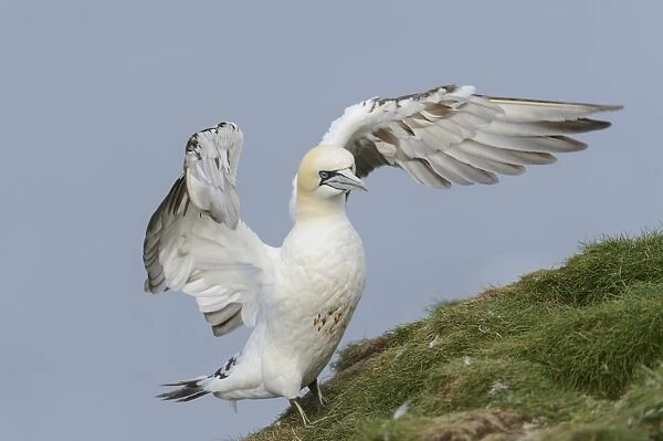 Northern Gannet (Morus bassanus) sub-adult, third winter plumage, displaying with wings raised, standing on cliff