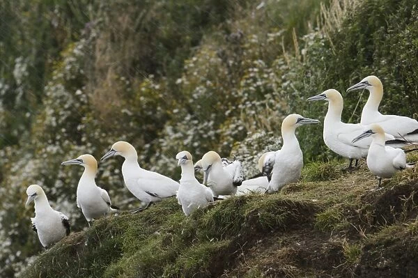 Northern Gannet (Morus bassanus) sub-adults, third and fourth winter plumage