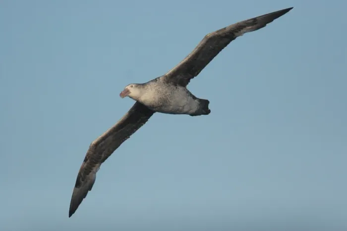 Framed Print : Northern Giant-petrel (Macronectes halli) adult, in flight at sea, Drake Passage, between Argentina and Antarctic Peninsula, Antarctica, december Framed Print : Northern Giant-petrel (Macronectes halli) adult, in flight at sea, Drake Passage, between Argentina and Antarctic Peninsula, Antarctica, december