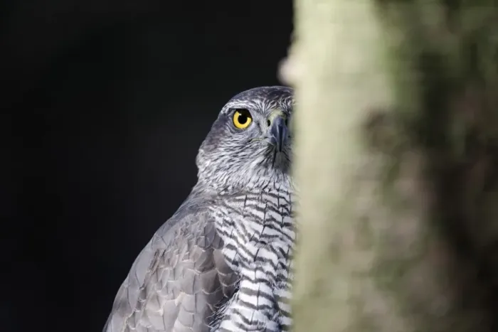 Framed Print : Northern Goshawk (Accipiter gentilis) adult female, head behind tree trunk, april (captive) Framed Print : Northern Goshawk (Accipiter gentilis) adult female, head behind tree trunk, april (captive)