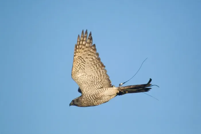 Framed Print : Northern Goshawk (Accipiter gentilis) adult male, in flight, with telemetry transmitter, England, november (captive) Framed Print : Northern Goshawk (Accipiter gentilis) adult male, in flight, with telemetry transmitter, England, november (captive)