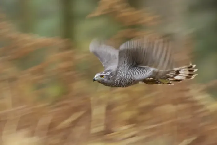 Framed Print : Northern Goshawk (Accipiter gentilis) adult male, in flight, blurred movement, over bracken in pine woodland, North Yorkshire, England, november (captive) Framed Print : Northern Goshawk (Accipiter gentilis) adult male, in flight, blurred movement, over bracken in pine woodland, North Yorkshire, England, november (captive)