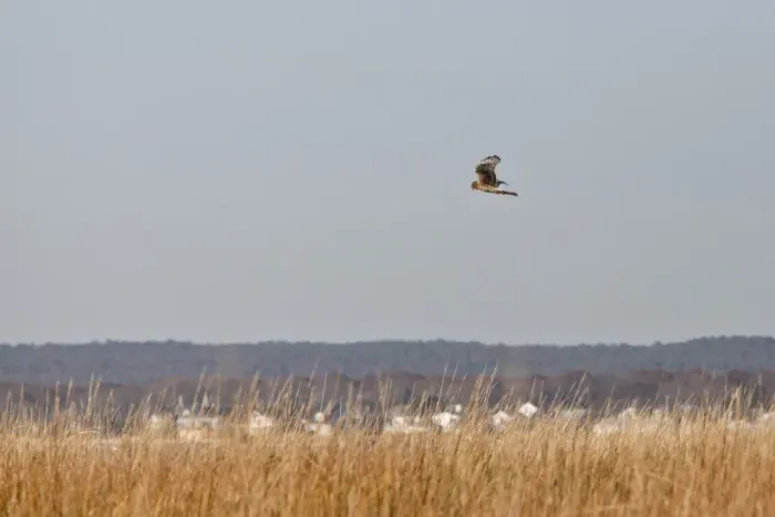Framed Print : Northern Harrier (Circus cyaneus hudsonius) juvenile, in flight, hunting over saltmarsh habitat, Long Island, New York State, U. S. A. november Framed Print : Northern Harrier (Circus cyaneus hudsonius) juvenile, in flight, hunting over saltmarsh habitat, Long Island, New York State, U. S. A. november