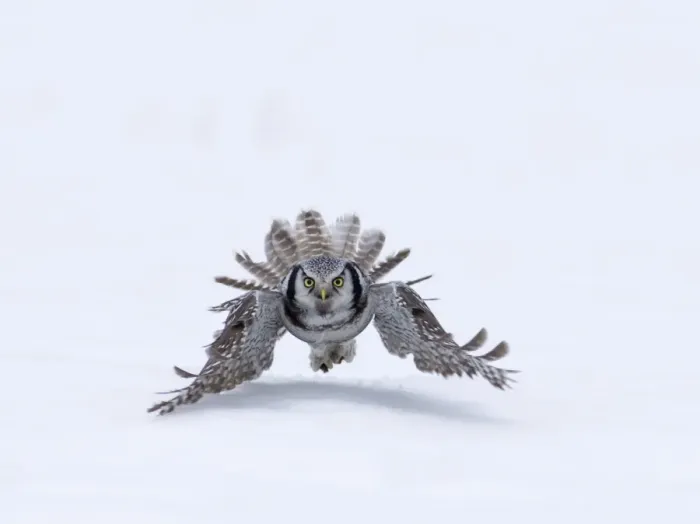 Framed Print : Northern Hawk Owl (Surnia ulula) adult, in flight over snow, with vole prey in talons, Finland, march Framed Print : Northern Hawk Owl (Surnia ulula) adult, in flight over snow, with vole prey in talons, Finland, march