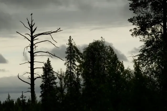Framed Print : Northern Hawk Owl (Surnia ulula) adult, perched at top of dead pine tree, silhouetted at dusk in boreal forest habitat, Finland, june Framed Print : Northern Hawk Owl (Surnia ulula) adult, perched at top of dead pine tree, silhouetted at dusk in boreal forest habitat, Finland, june