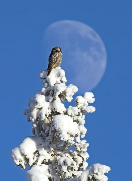 Northern Hawk Owl (Surnia ulula) adult, perched on snow covered Norway Spruce (Picea abies) treetop, with Moon in background, Finland, february