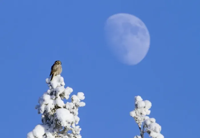 Framed Print : Northern Hawk Owl (Surnia ulula) adult, perched on snow covered Norway Spruce (Picea abies) treetop, with Moon in background, Finland, february Framed Print : Northern Hawk Owl (Surnia ulula) adult, perched on snow covered Norway Spruce (Picea abies) treetop, with Moon in background, Finland, february