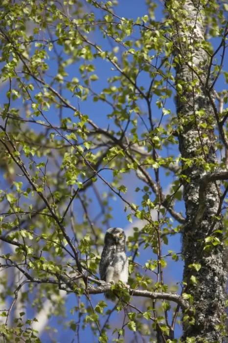 Framed Print : Northern Hawk Owl (Surnia ulula) mature chick, recently fledged, perched on branch in birch tree, Northern Finland Framed Print : Northern Hawk Owl (Surnia ulula) mature chick, recently fledged, perched on branch in birch tree, Northern Finland