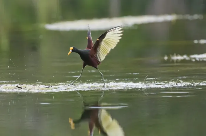 Framed Print : Northern Jacana (Jacana spinosa) adult, with wings spread, walking on aquatic vegetation, Tikal N. P. Peten, Guatemala Framed Print : Northern Jacana (Jacana spinosa) adult, with wings spread, walking on aquatic vegetation, Tikal N. P. Peten, Guatemala